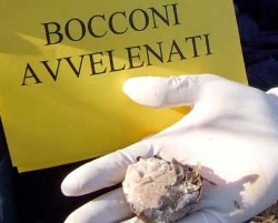 bocconi-avvelenati-250.jpg bocconi-avvelenati-250.jpg
