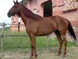 cavallo_persano.jpg cavallo_persano.jpg