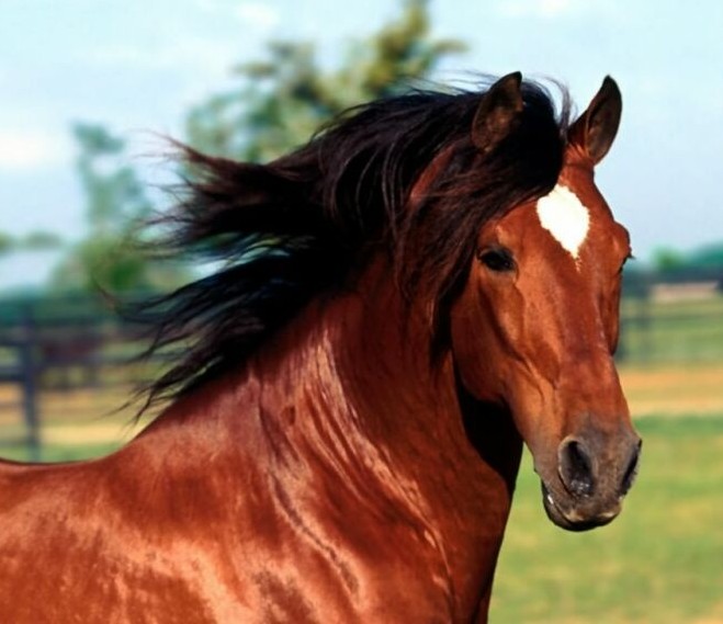 cavallo.jpg cavallo.jpg
