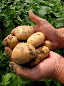patate.jpg