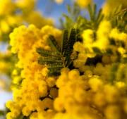 festa della donna mimosa