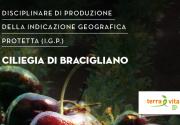 disciplinare Bracigliano
