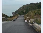 Pisciottana